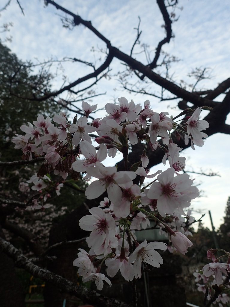 P3268034.JPG - 阿里山  沼平公園  賞櫻