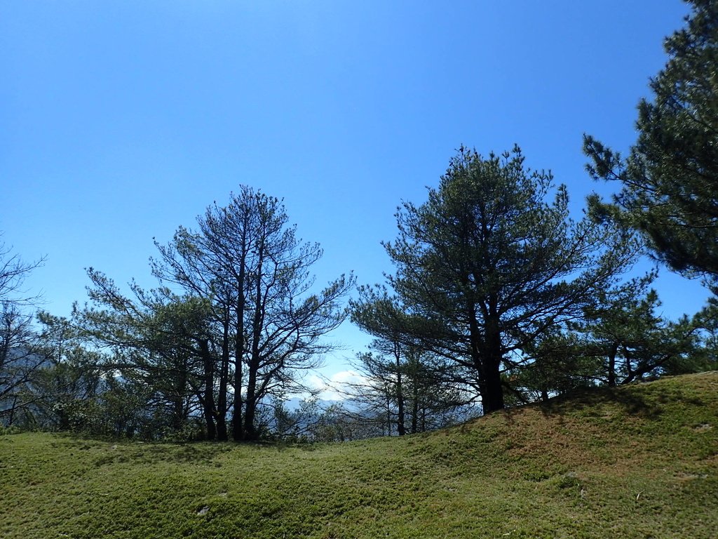 P3268108.JPG - 鹿林山  麟趾山步道  (02)