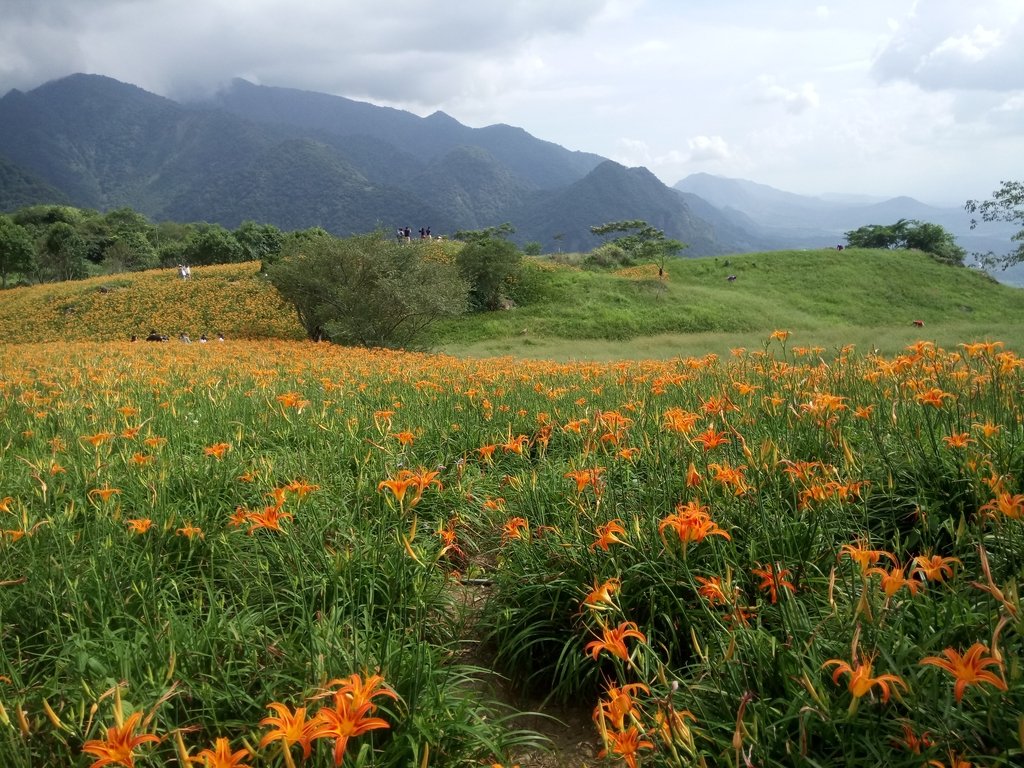 DSC_0728.JPG - 富里  六十石山  金針花季