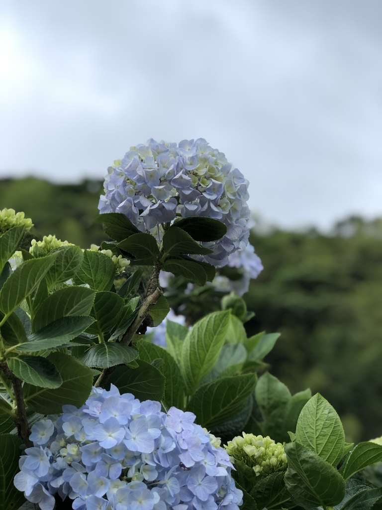 IMG_E8960.JPG - 陽明山  高家繡球花園