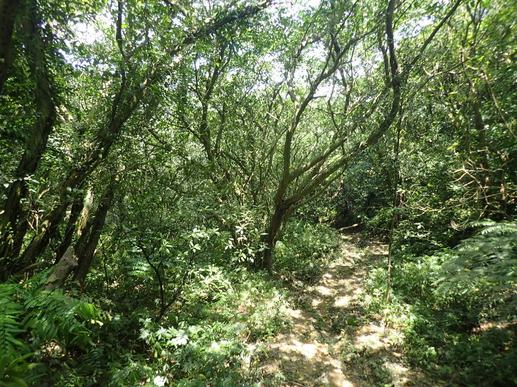 P6194555.JPG - 瑞芳  深澳山登山步道