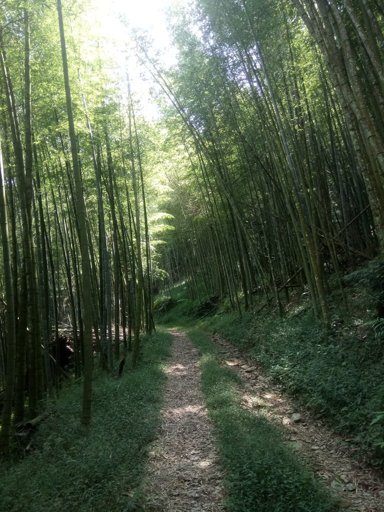 DSC_4061.JPG - 魚池  大尖山登山步道