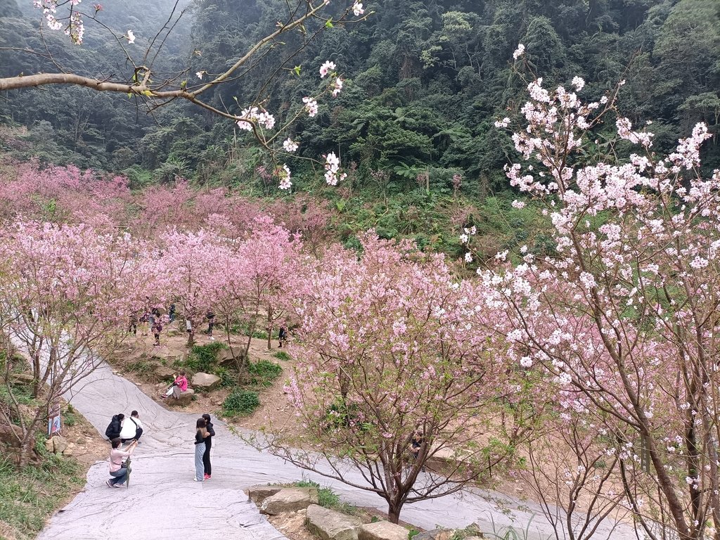 IMG20210226142917.jpg - 三峽  熊空  大熊櫻花林