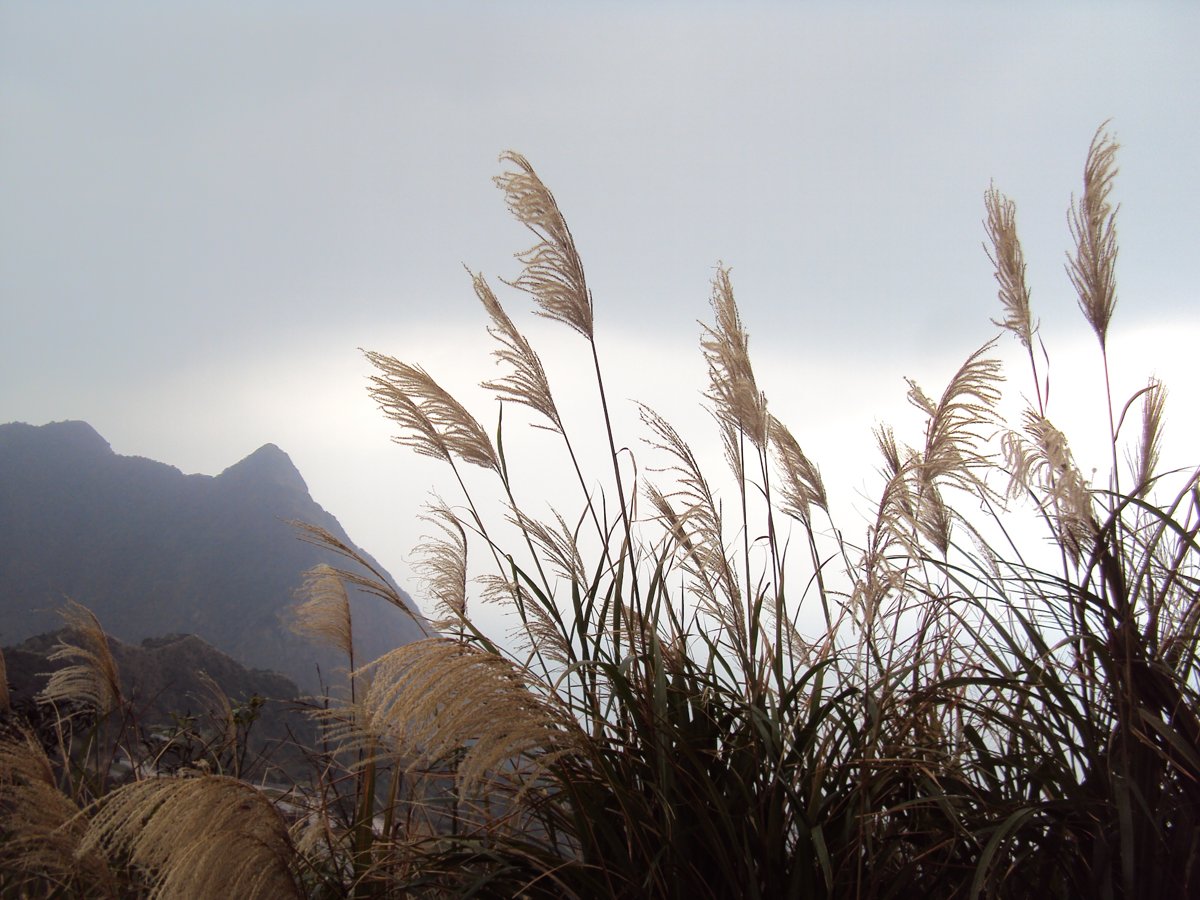 DSC03256.JPG - 無耳茶壺山產業道路