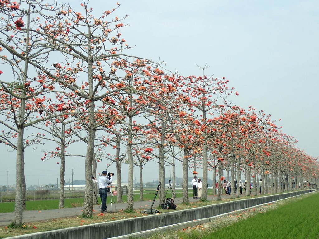 P3066627.JPG - 白河  林初埤  木棉花