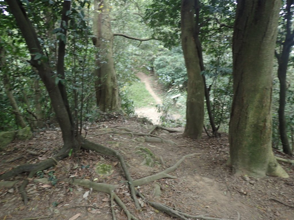 P2167981.JPG - 三峽  鳶尾山登山步道