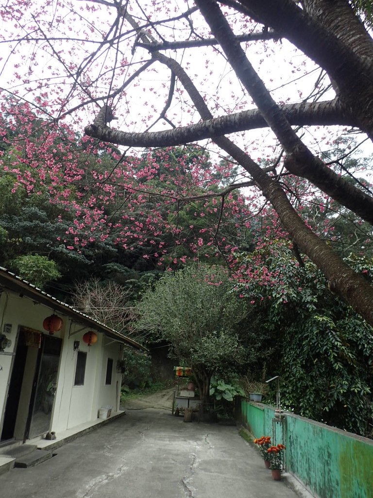 P2107468.JPG - 大溪  溪洲山登山步道