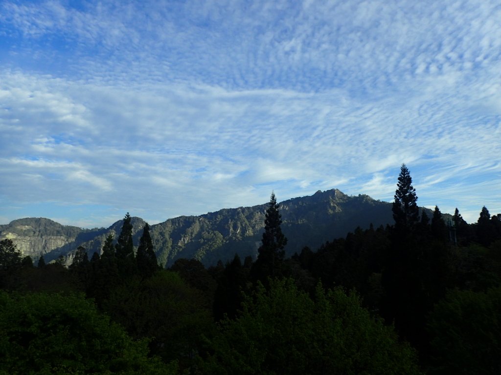 P3268040.JPG - 阿里山  沼平公園  賞櫻