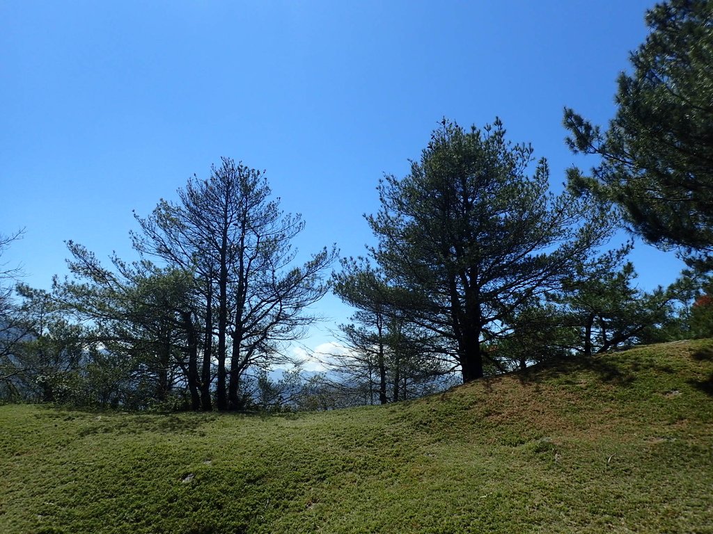 P3268109.JPG - 鹿林山  麟趾山步道  (02)