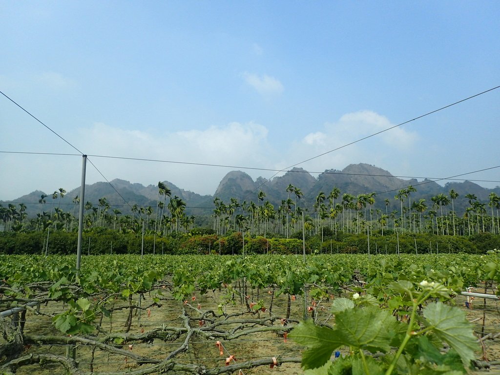 P3016122.JPG - 草屯平林  九九峰森林步道