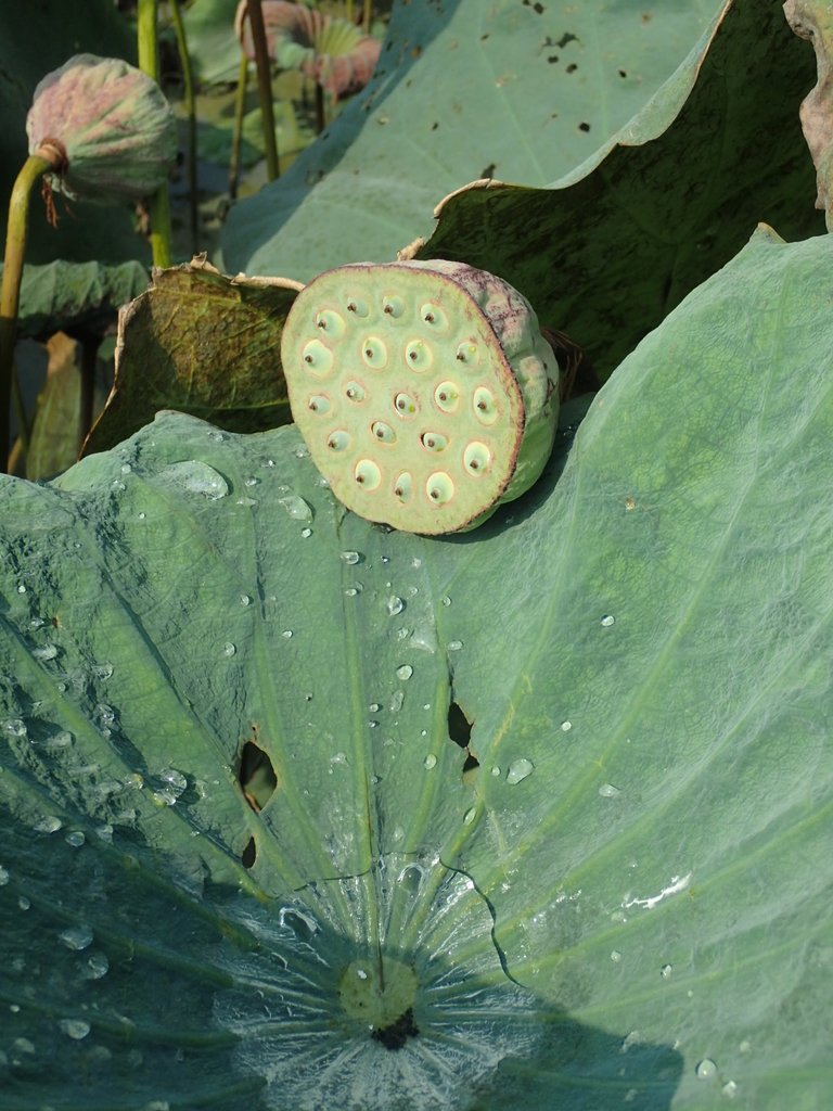 P8045064.JPG - 中埔  義仁村  蓮花池畔