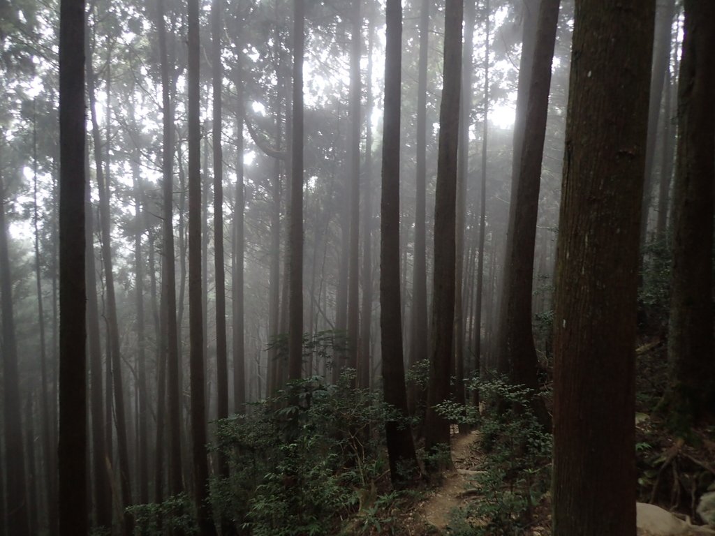 P2034949.JPG - 南庄  加里山  森林鐵道