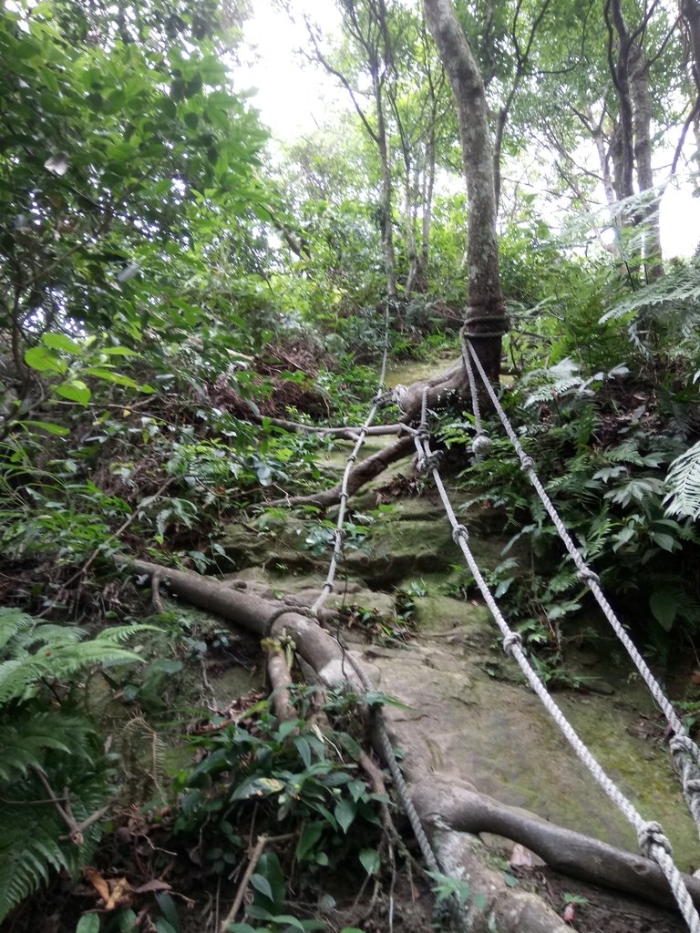 DSC_3004.JPG - 大溪  金面山登山步道