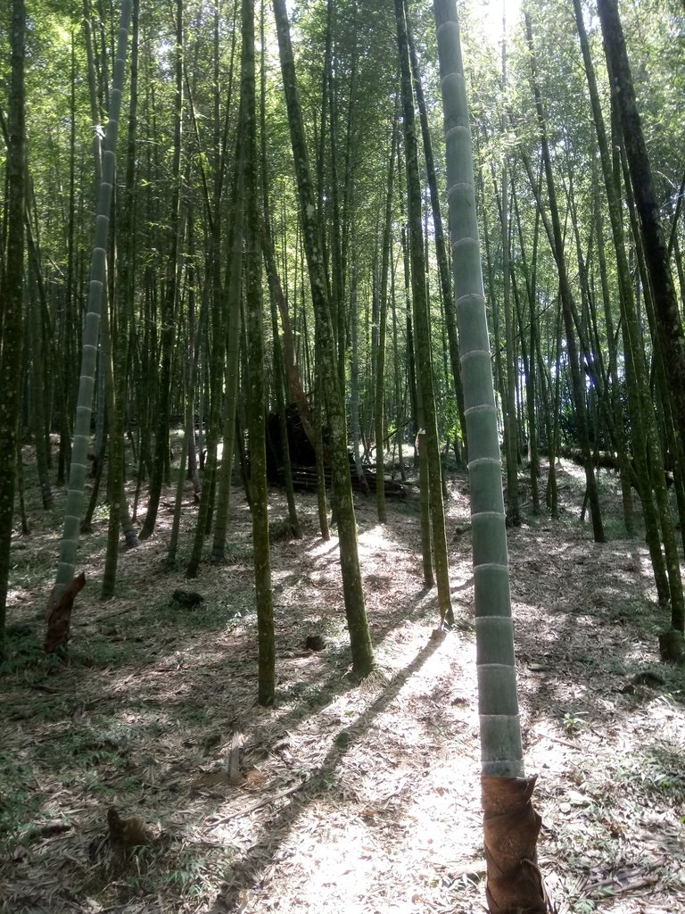 DSC_4063.JPG - 魚池  大尖山登山步道