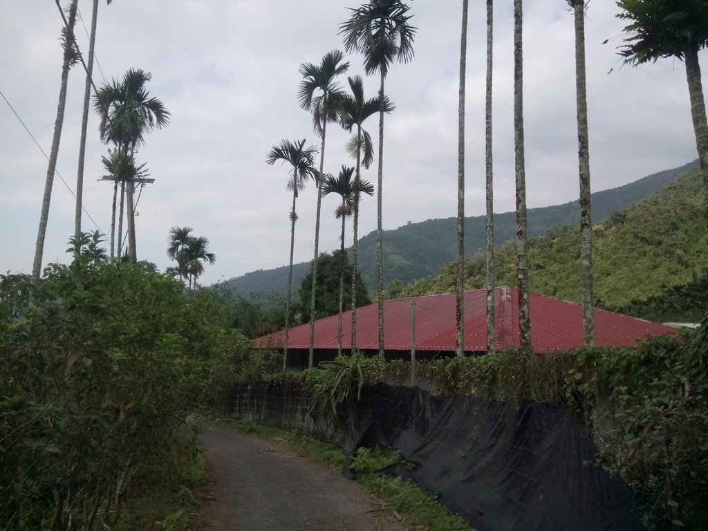 DSC_4139.JPG - 魚池  大尖山  鹽土坑林道