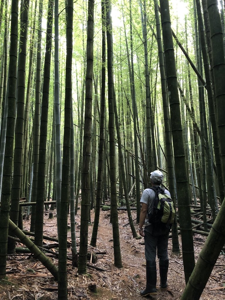 IMG_7666.JPG - 台中和平  長壽山登山步道  (中)