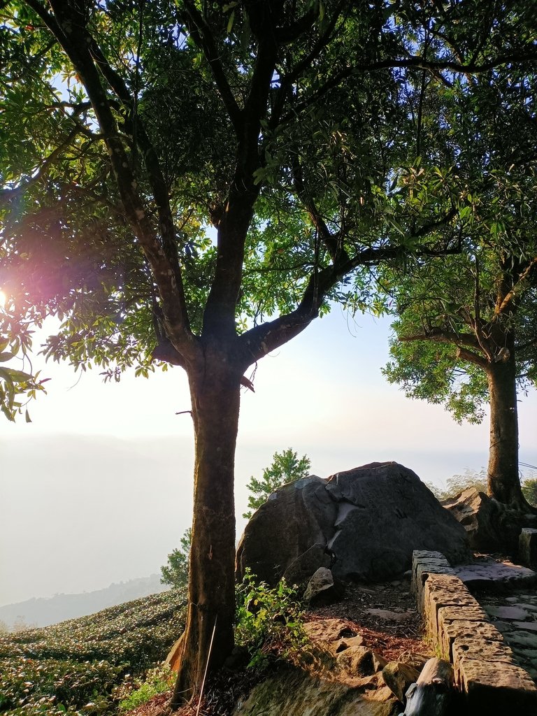 IMG20210130073819.jpg - 雲嘉  大尖山  二尖山步道