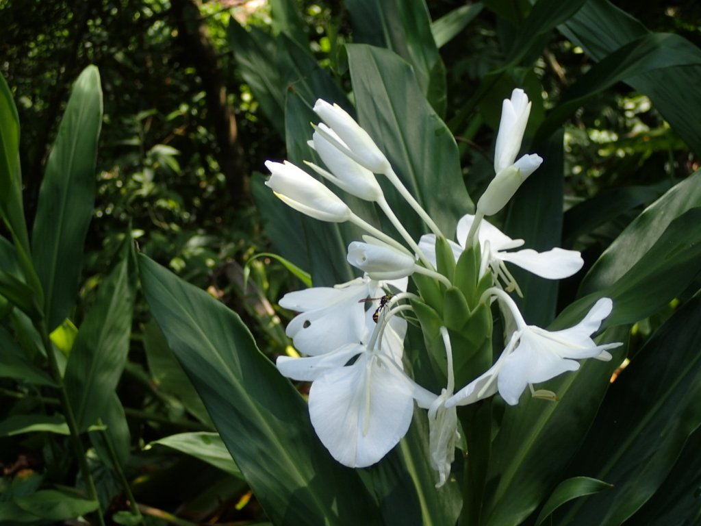 平溪  野薑花的回憶