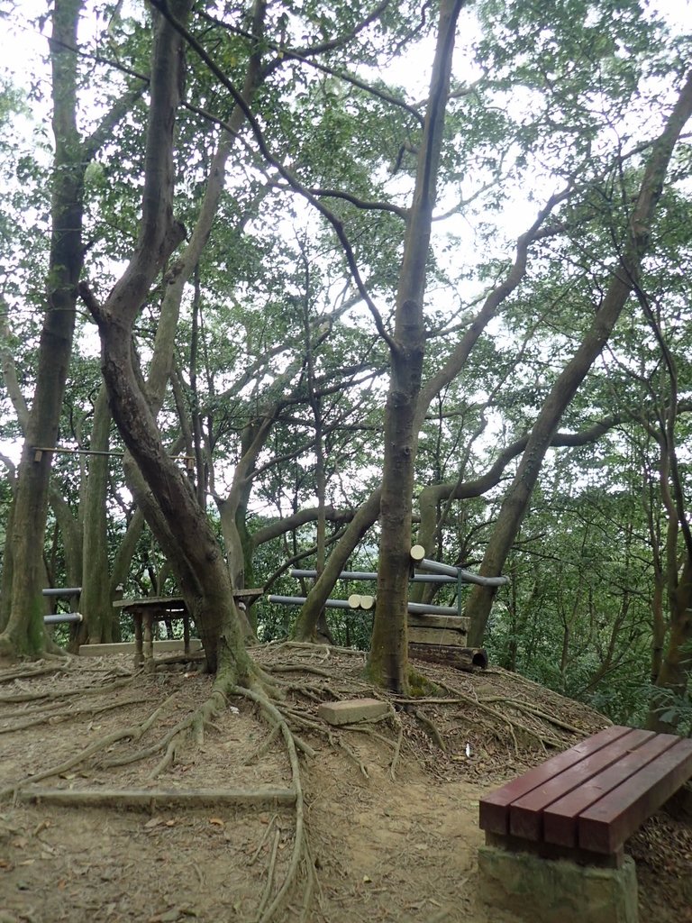 P2167994.JPG - 三峽  鳶尾山登山步道