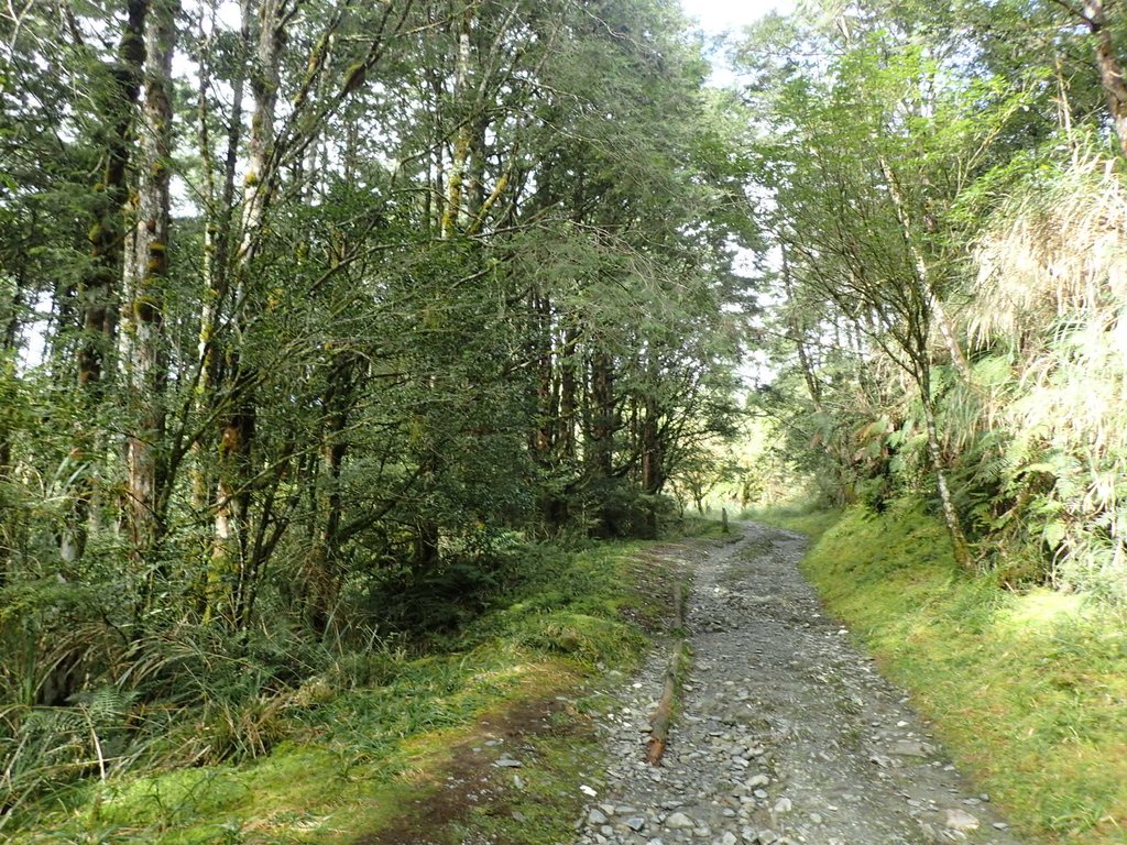 PB265387.JPG - 太平山  翠峰湖環山步道  02