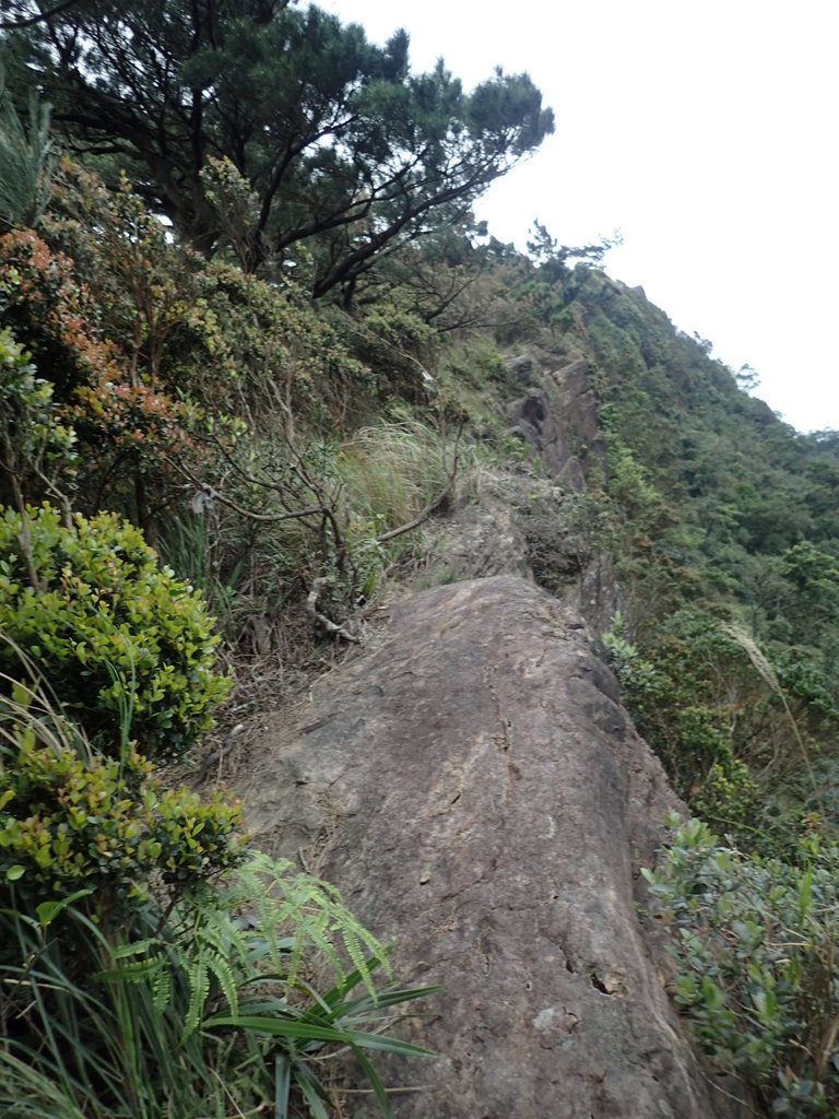 P3160169.JPG - 汐止  金面山(金明山)  稜線步道