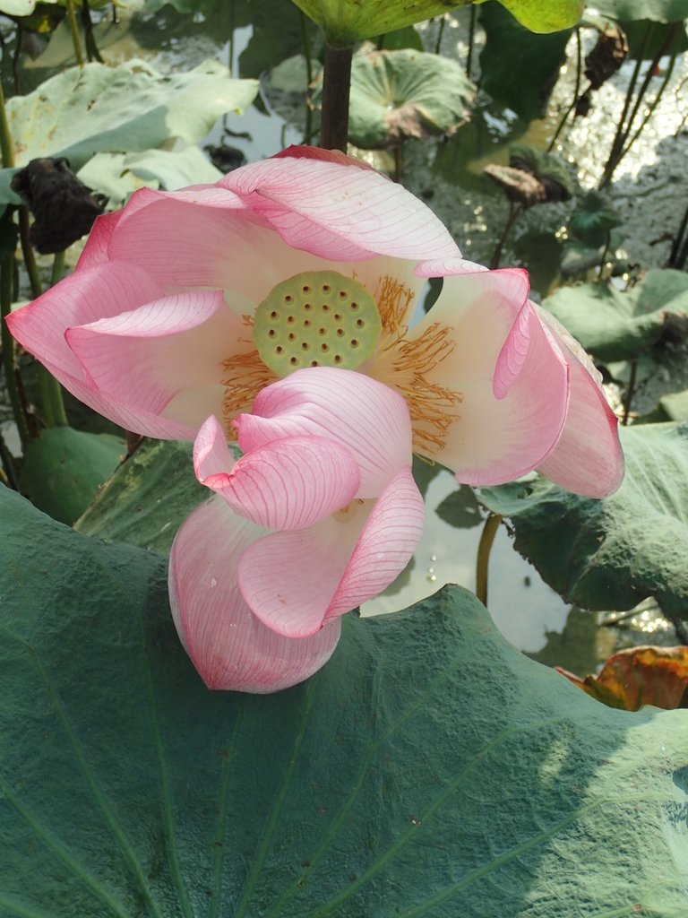 P8045068.JPG - 中埔  義仁村  蓮花池畔