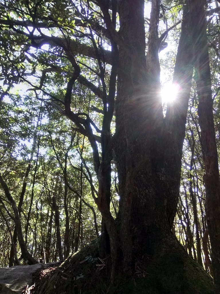 DSC_2591.JPG - 再訪---  台中  和平  鳶嘴山