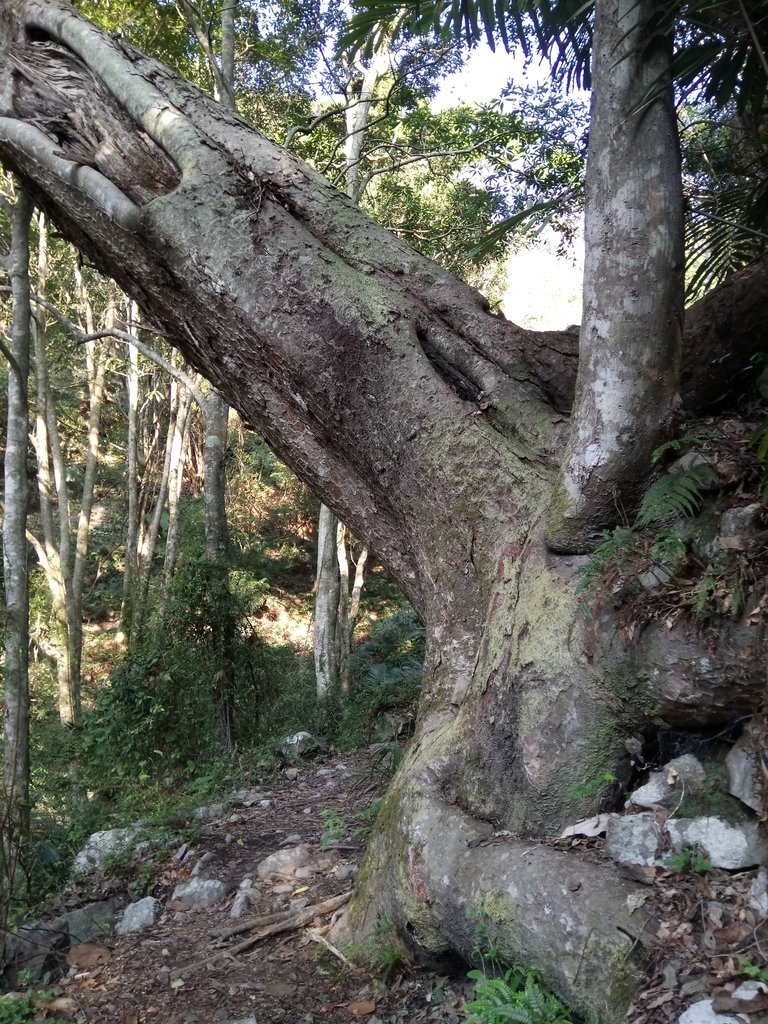 DSC_9838.JPG - 谷關  德芙蘭步道