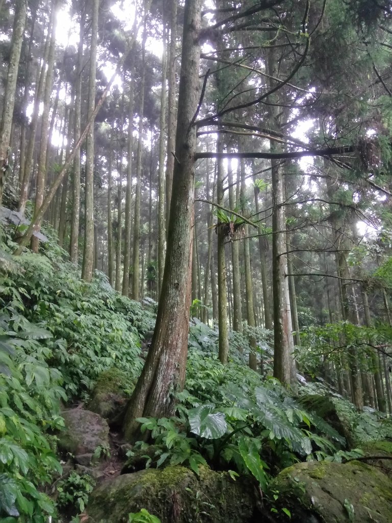 DSC_2945.JPG - 南庄  向天湖山  光天高山