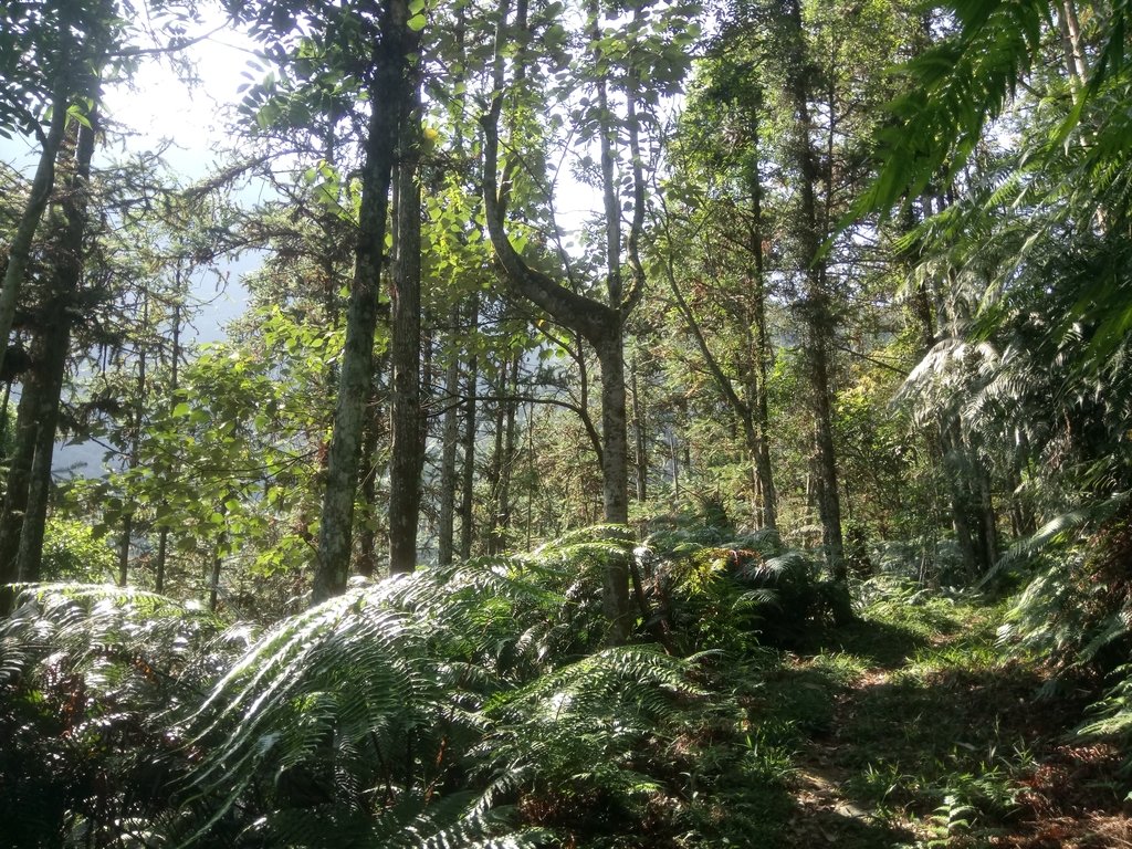 DSC_4011.JPG - 魚池  過坑山登山步道