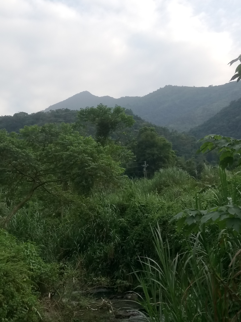 DSC_4141.JPG - 魚池  大尖山  鹽土坑林道