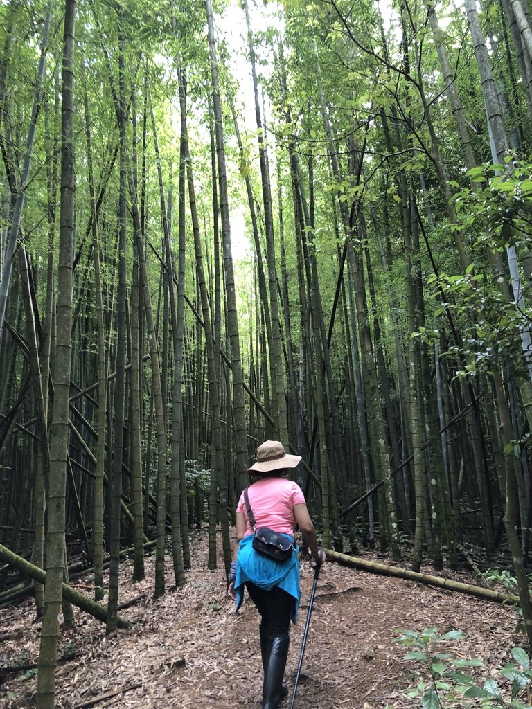 IMG_7670.JPG - 台中和平  長壽山登山步道  (中)