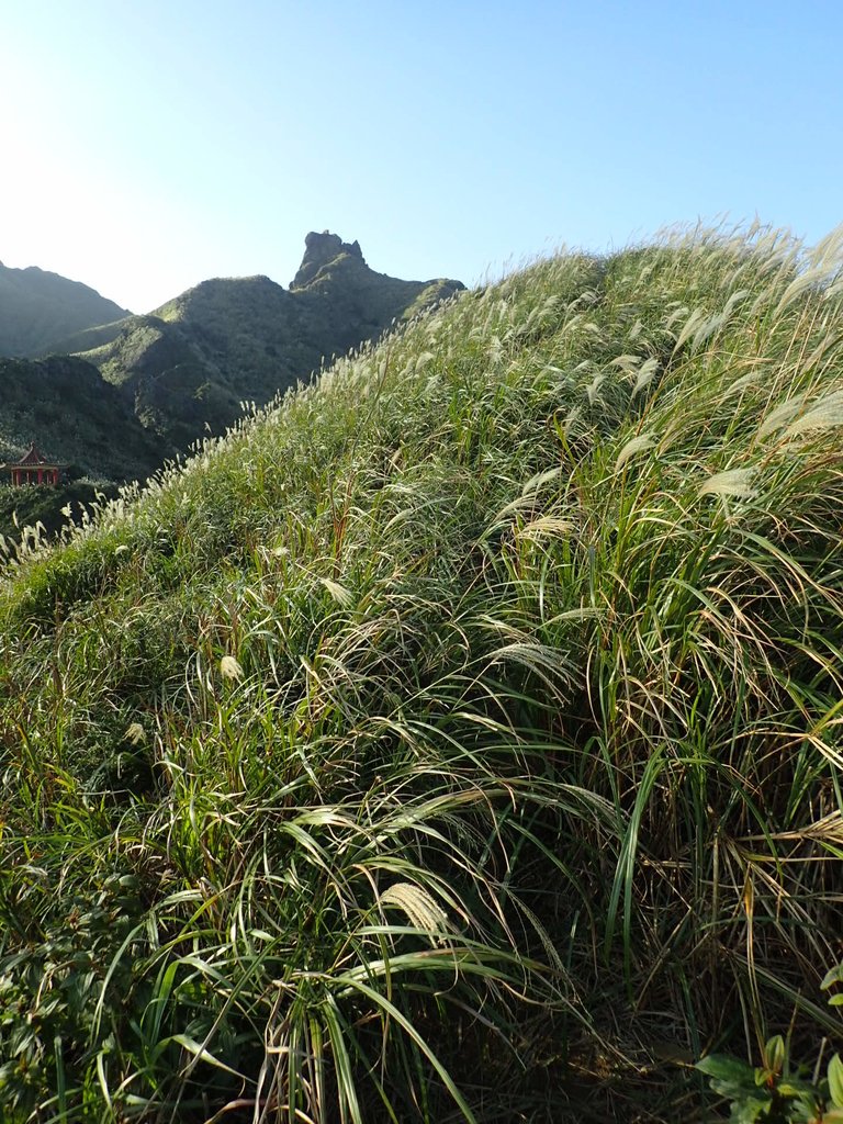 PC017840.JPG - 瑞芳  茶壺山芒花季