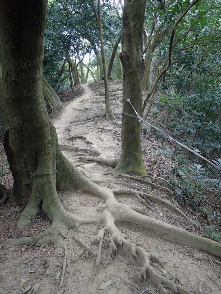 P2167996.JPG - 三峽  鳶尾山登山步道