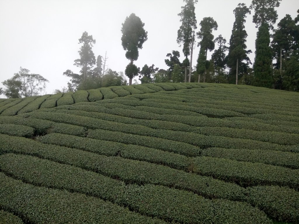 DSC_1507.JPG - 阿里山  頂石卓茶園之美