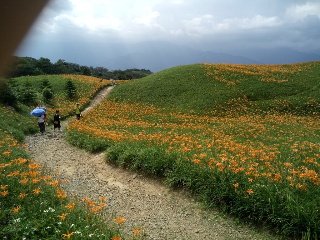 DSC_0736.JPG - 富里  六十石山  金針花季