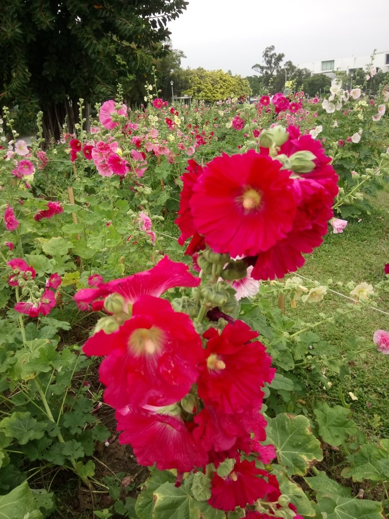 DSC_9193.JPG - 花博公園  蜀葵花季