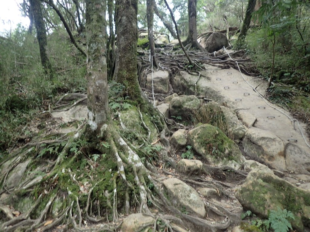 P2034935.JPG - 南庄  加里山