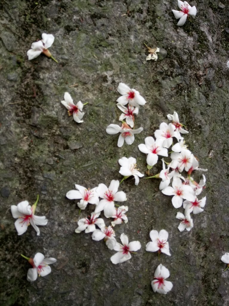 DSC_5003.JPG - 南庄  細湖頂  桐花山林