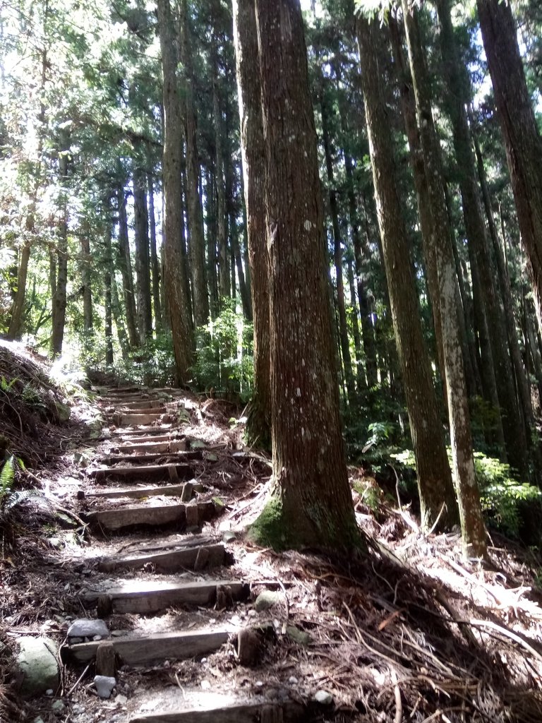 DSC_9913.JPG - 谷關七雄之  馬崙山  (下)