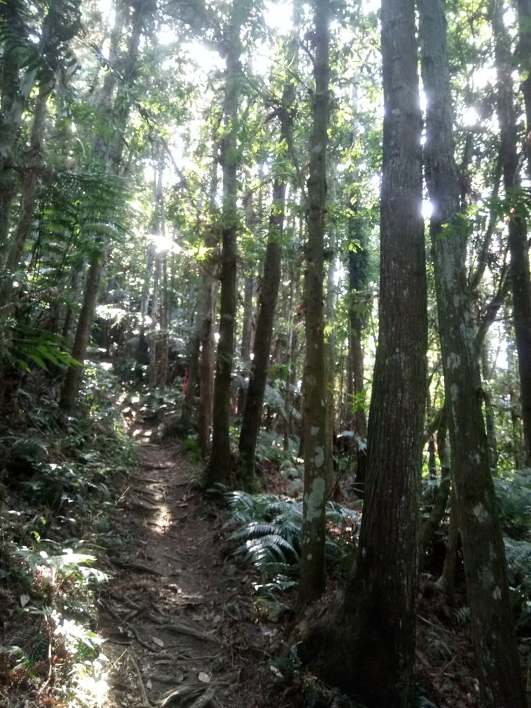 DSC_4022.JPG - 魚池  過坑山登山步道