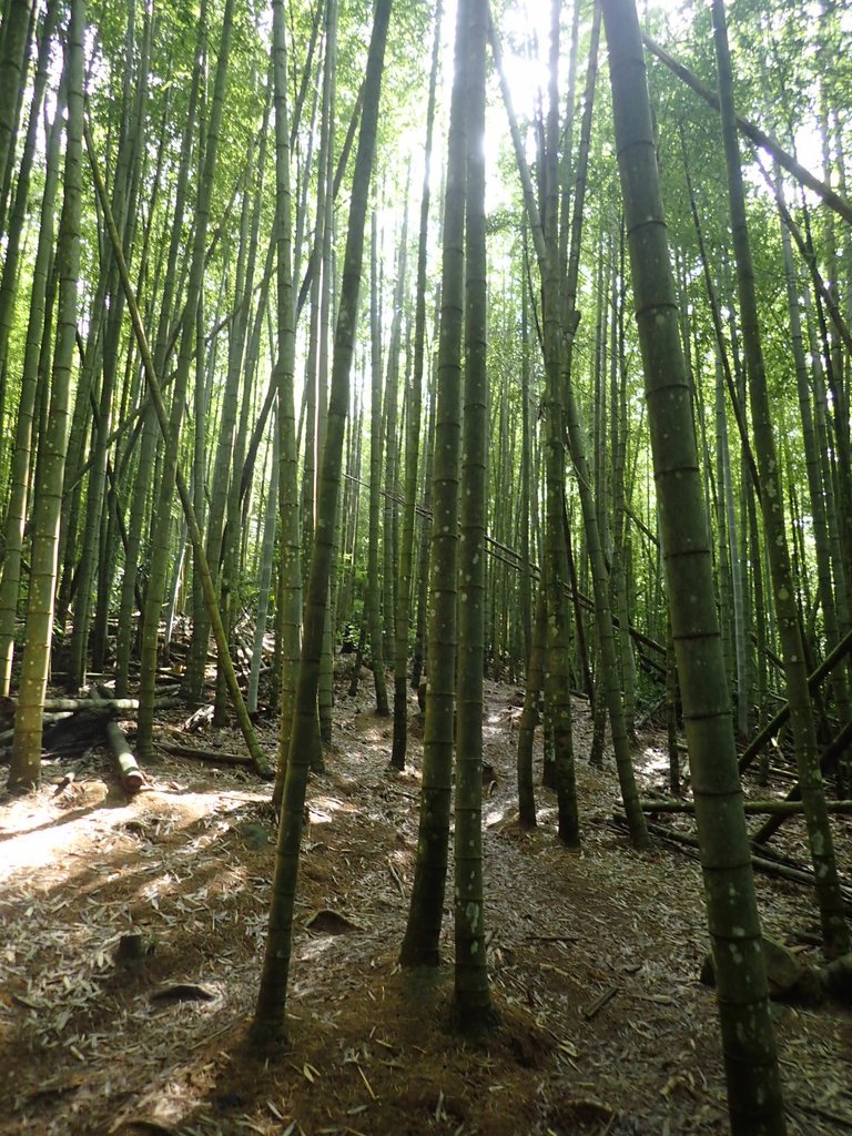 P7235835.JPG - 台中和平  長壽山登山步道  (中)