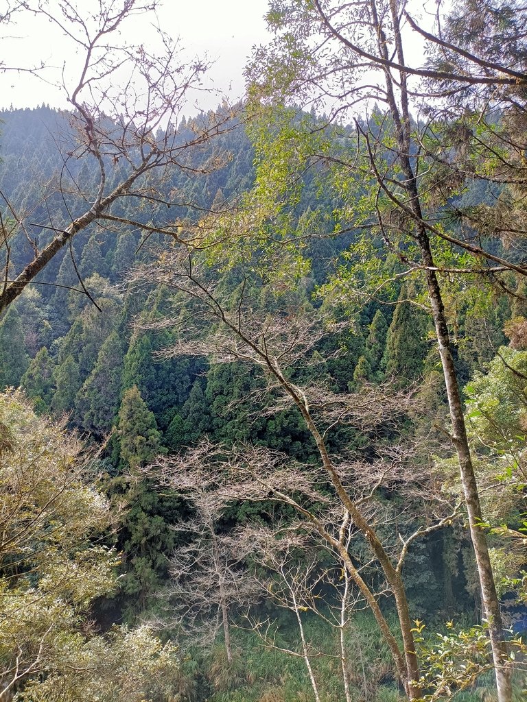 IMG20210205130705.jpg - 竹山  杉林溪森林遊樂園  路過