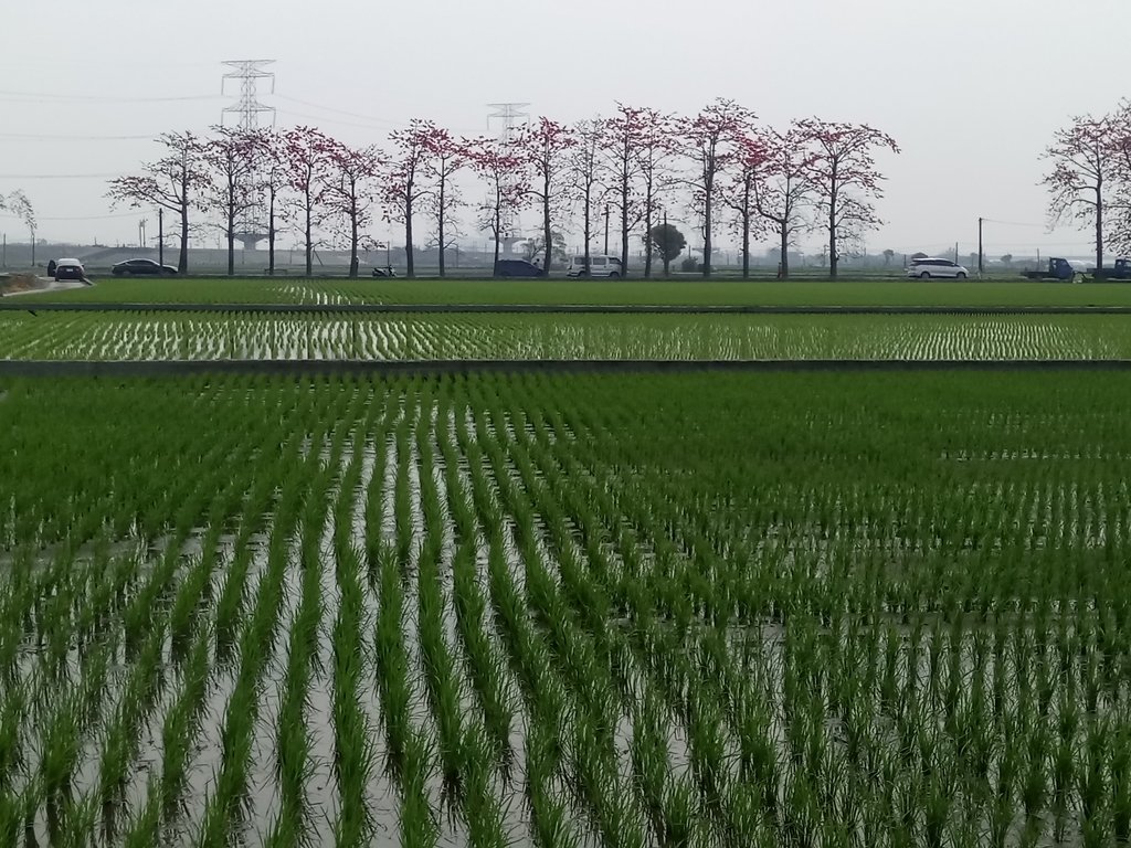 DSC_8354.JPG - 竹塘  田頭  木棉花道