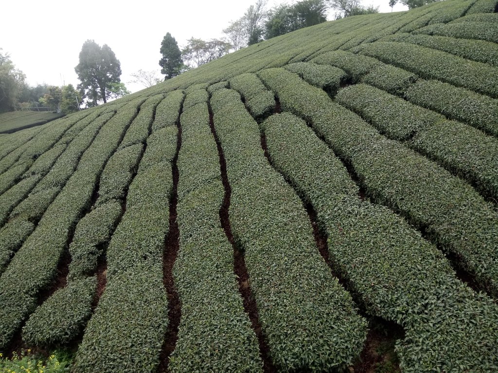 DSC_1508.JPG - 阿里山  頂石卓茶園之美