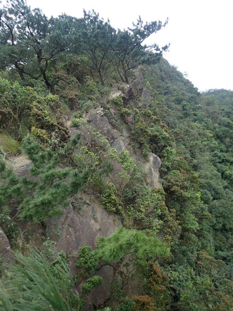 P3160176.JPG - 汐止  金面山(金明山)  稜線步道