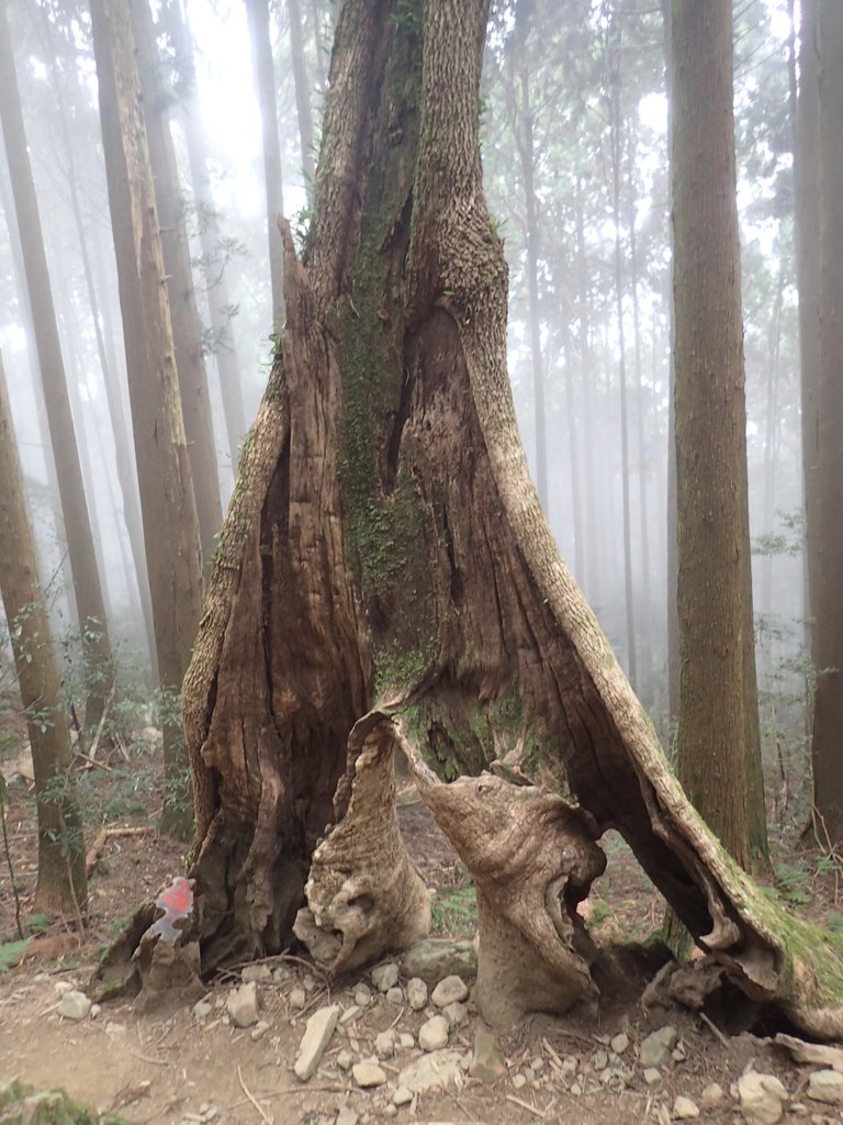 P2034955.JPG - 南庄  加里山  森林鐵道