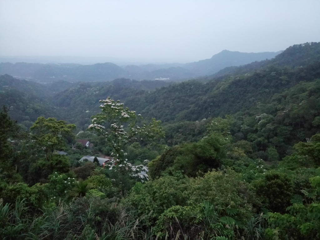 DSC_5015.JPG - 南庄  細湖頂  桐花山林