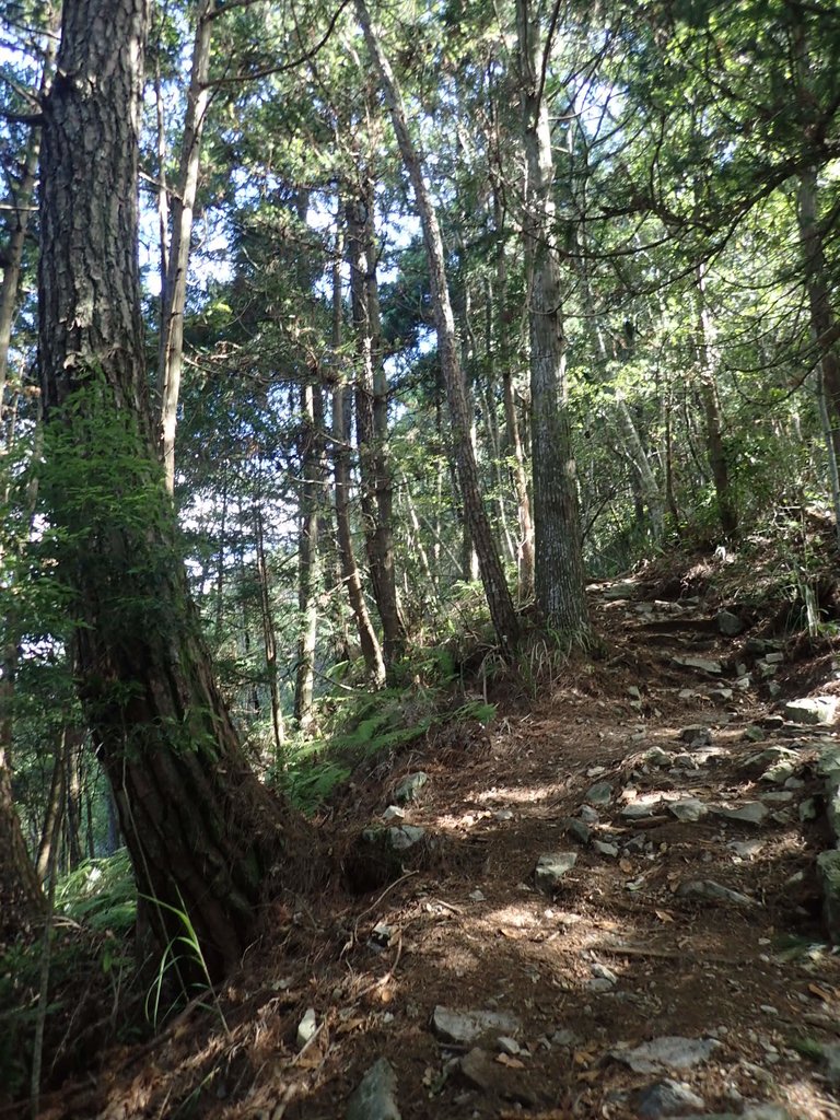 P6054047.JPG - 谷關七雄之  馬崙山  (上)