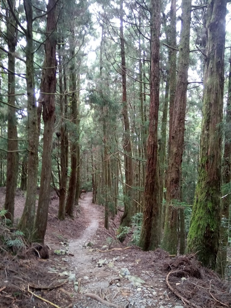 DSC_9986.JPG - 谷關七雄之  馬崙山  (下)